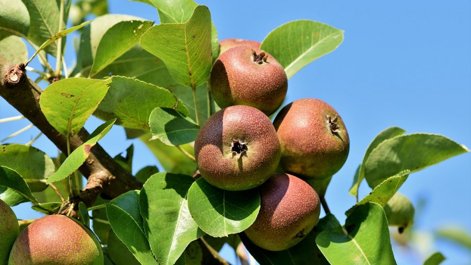 Fructele care se culeg în luna iulie