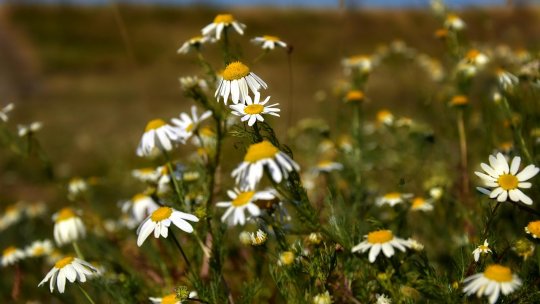 10 plante medicinale care pot fi culese din flora spontană