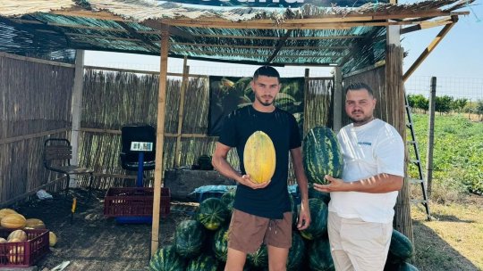 Doi frați fac pionierat în agricultură cu pepeni crescuți cu trudă și suflet. De la sămânță la standul de vânzare, o afacere în doi