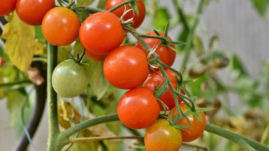 UE a convenit să sporească accesul exporturilor agricole din Republica Moldova