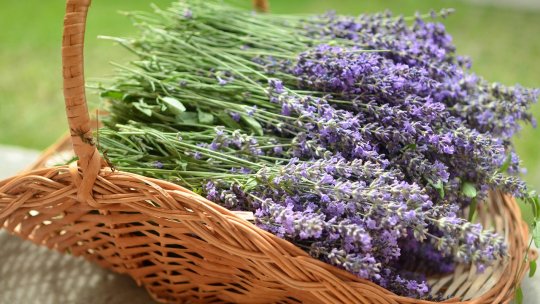 Lavanda Fest Ediţia #40