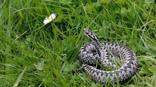În judeţul Mehedinţi, nouă persoane au ajuns la Spitalul Judeţean din cauza muşcăturilor de viperă