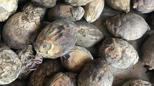 Dinţi de 4.000 de ani prezintă cele mai vechi urme ale mestecării de nuci de betel psihoactive