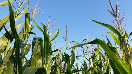 Buzău: Un an agricol bun pentru culturile din toamnă; porumbul, în continuare sub stresul hidric