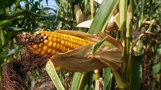 Seceta pedologică moderată şi puternică se menţine la porumbul neirigat; efecte negative asupra potenţialului productiv