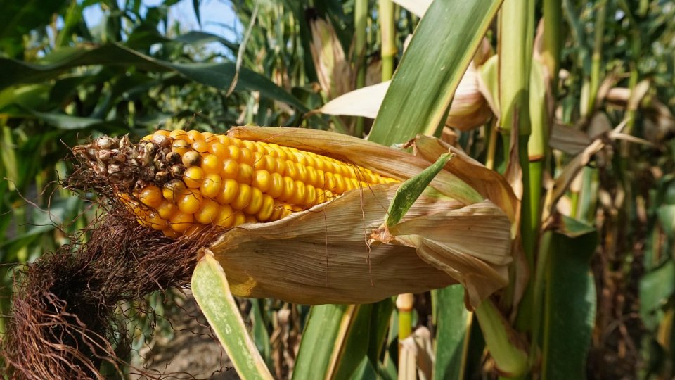 Seceta pedologică moderată şi puternică se menţine la porumbul neirigat; efecte negative asupra potenţialului productiv