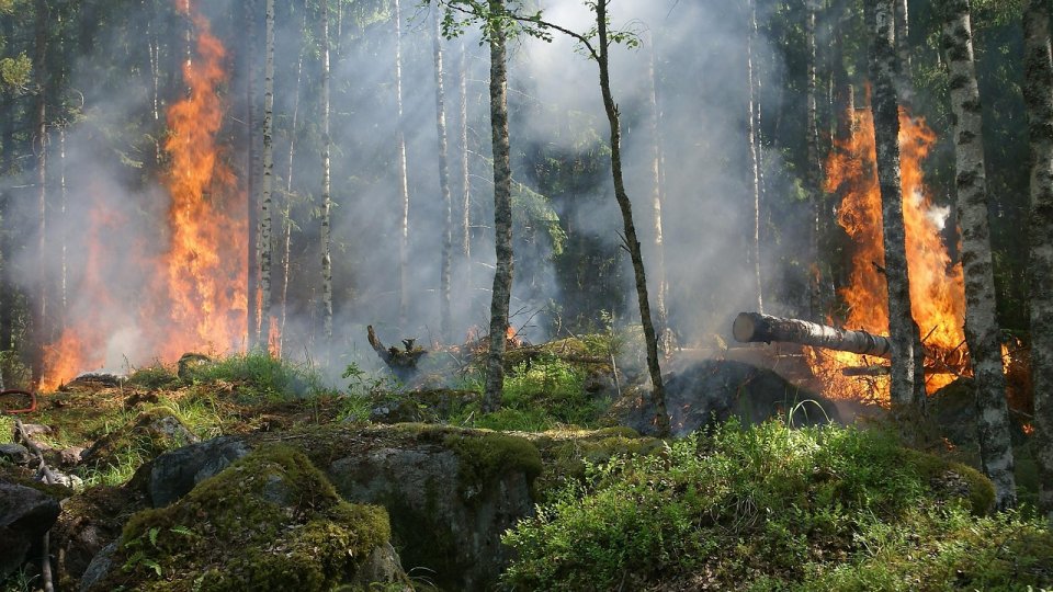 Vâlcea: Incendiu în Parcul Naţional Cozia; ard circa trei hectare de vegetaţie