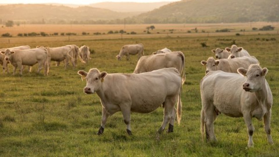 Doi oameni au ajuns la Spitalul „Sf. Spiridon” după un atac al unei vaci