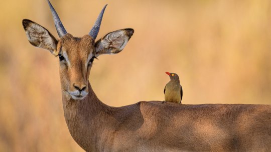 O antilopă robotică folosită în Tibet pentru supravegherea turmelor de antilope