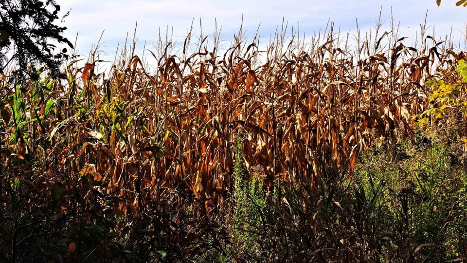 Secetă pedologică în aproape toată ţara; fenomene de ofilire şi uscare a frunzelor şi şiştăvire a boabelor de porumb