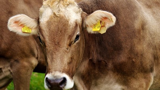 Cercetătorii germani au testat cu succes un vaccin pe bază de ARNm împotriva febrei aftoase