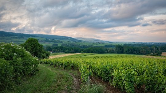 Prognoze pentru recolta de struguri în România – 2025