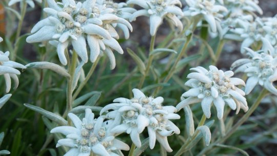 Floarea de colț de munte vs. Floarea de colț de grădină