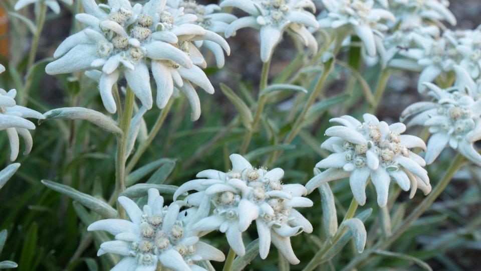 Floarea de colț de munte vs. Floarea de colț de grădină