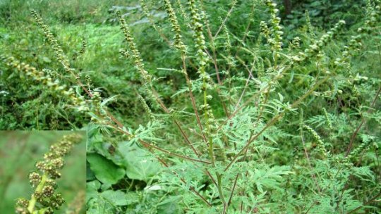 Ambrozia, principalul inamic al persoanelor cu alergii respiratorii, în această perioadă