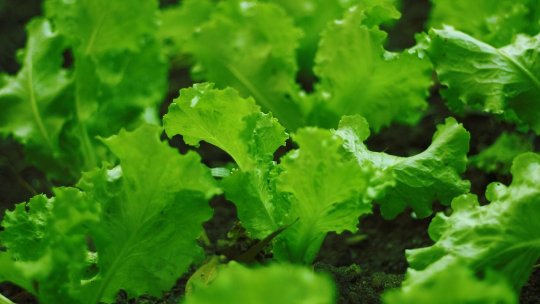 Grădina de toamnă – ce mai poți planta în august și septembrie