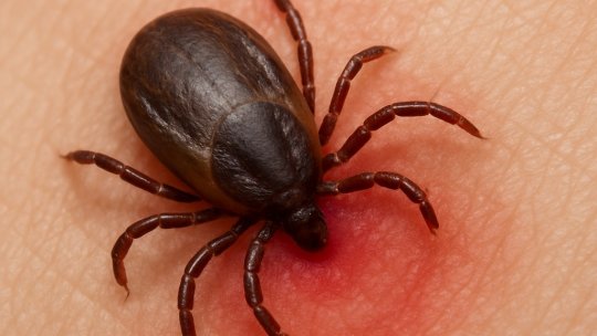 Mușcătura de căpușă – un pericol ascuns în natură