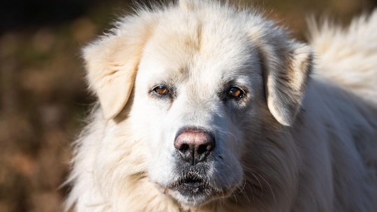 Câinii de stână pot fi periculoşi: Salvamontiştii oferă un ghid de comportament