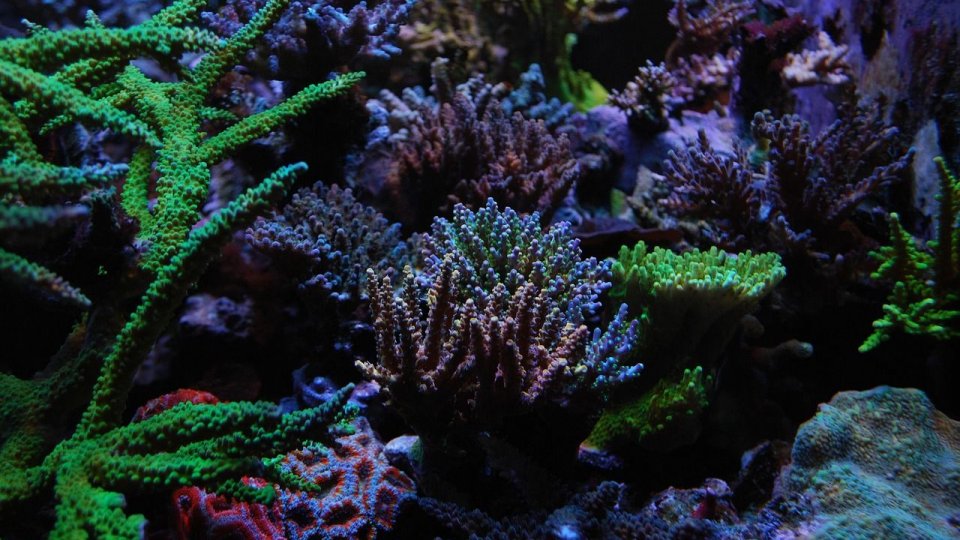 O premieră pentru Marea Neagră: România creează un ecosistem subacvatic artificial