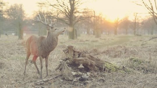 Moartea declanșează la animale reacții variate, de la simulare la doliu