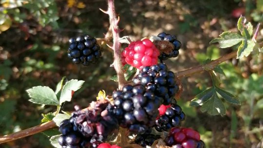 Recolta de fructe de pădure din Gorj, distrusă complet de lipsa ploilor