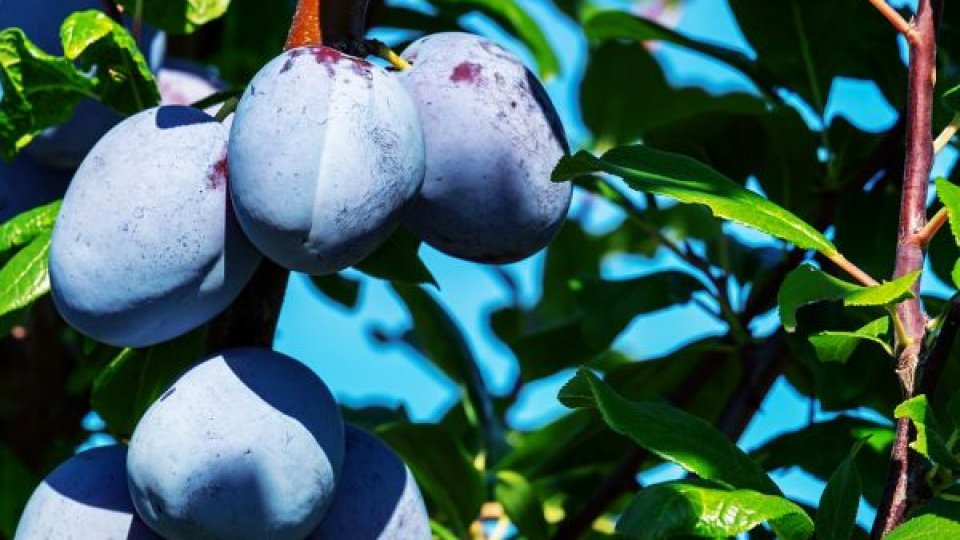 Recoltă bogată la prune, pierderi mari la mere în bazinul pomicol Voinești