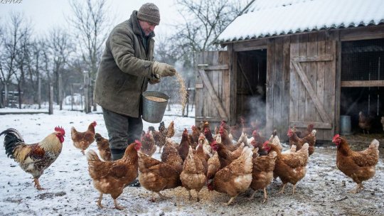 APIA a dat startul campaniei de depunere a cererilor de plată pentru bunăstarea animalelor