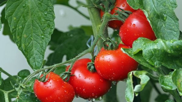 Producția de tomate din România, amenințată de concurența cu statele sud-americane