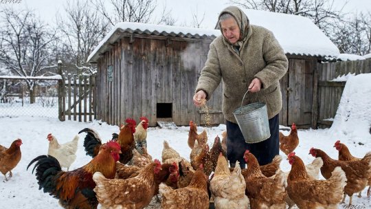 Termen limită stabilit de APIA pentru deconturile aferente bunăstării animalelor
