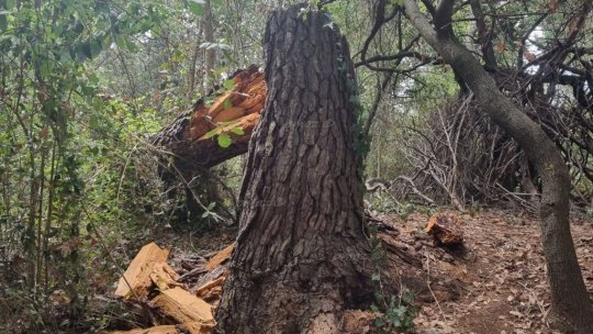 Pădurar de la Ocolul Motru, ridicat de polițiști într-un dosar silvic