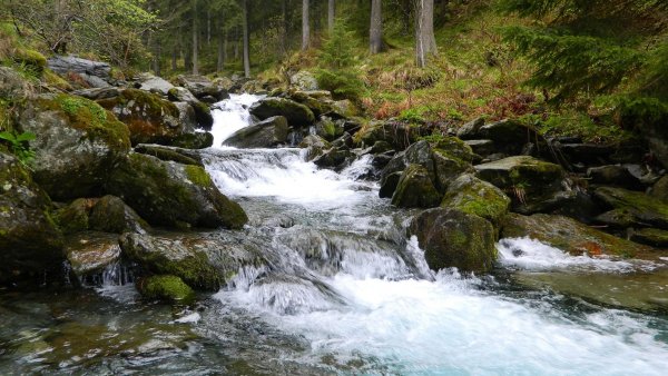 Natura își reintră în drepturi pe râul Săsar, din Baia Mare, după decenii de poluare