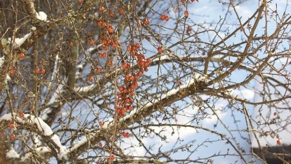 Despăgubiri de 11,5 milioane de euro pentru sectorul pomicol lovit de înghețul târziu