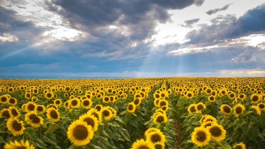 Presiuni tot mai mari asupra fermierilor, într-o agricultură aflată în continuă tranziție