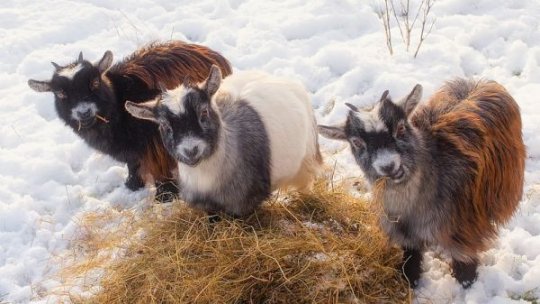 Gerul pune la încercare fermele și gospodăriile. Recomandările ANSVSA pentru protecția animalelor