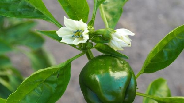 De ce merită să ții o mică grădină, chiar și dacă ai puțin teren