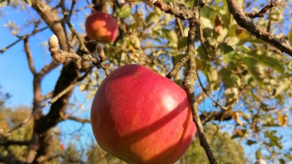 Pomicultura între dificultăți și speranțe: Florin Chiuță, despre munca din livadă și provocările ultimilor ani