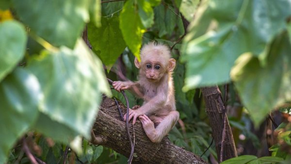 O jucărie de pluș a devenit „mama” substitut pentru un pui de maimuță abandonat