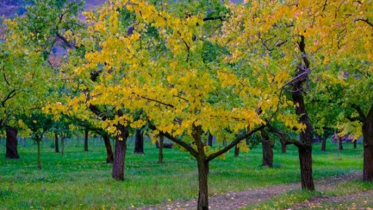 Metode eficiente de regenerare a pomilor fructiferi bătrâni. Tehnici esențiale pentru revitalizare