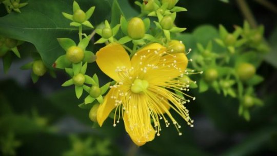 Iubirea se leagă cu fir roșu și alb: Întoarcerea la plantele care ne țin sănătoși