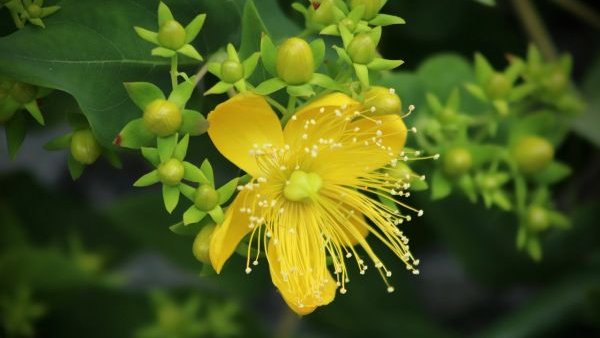 Iubirea se leagă cu fir roșu și alb: Întoarcerea la plantele care ne țin sănătoși