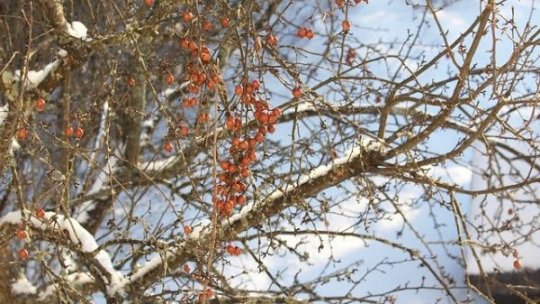 Sume importante destinate refacerii plantațiilor pomicole după fenomenele meteorologice din 2025