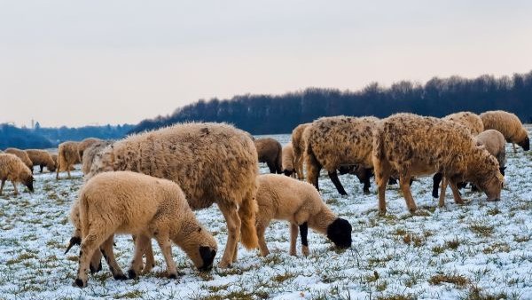 Viața la stână în plin sezon al fătărilor: Ce spune un cioban din Argeș despre provocările creșterii oilor