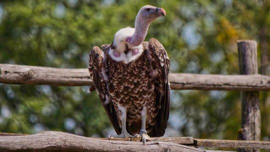 După decenii de absență, vulturul sur se întoarce în fauna României