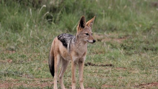 Îngrijorare într-un cartier din Arad după apariția șacalilor
