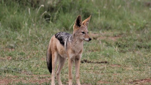 Îngrijorare într-un cartier din Arad după apariția șacalilor