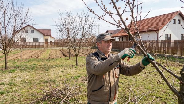 Greșeli frecvente la tăierea pomilor și cum pot fi evitate