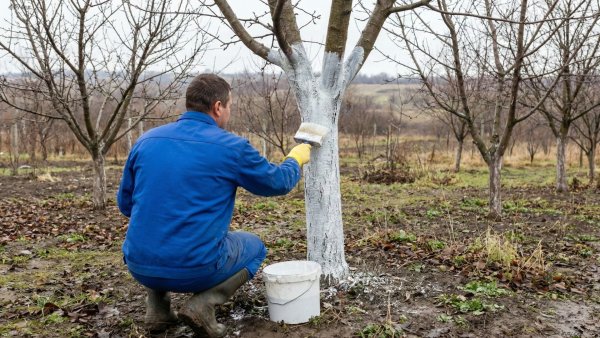 AUDIO Tăierea și stropirea pomilor primăvara, pași importanți pentru o recoltă sănătoasă