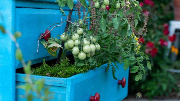 Cum transformi balconul apartamentului într-o grădină productivă: Ce legume cresc cel mai bine în ghivece