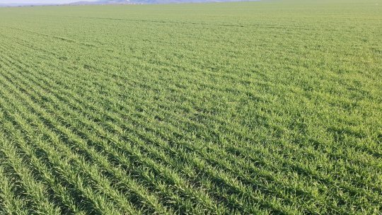 Berzele au adus primăvara, iar fermierii se pregătesc de muncă