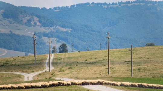 Producția internă de carne își revine, dar importurile rămân ridicate